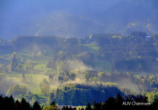 Pollenflug