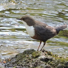 Wasseramsel