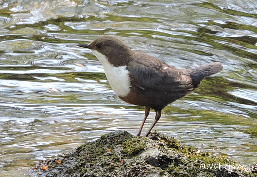 Wasseramsel