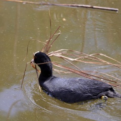 Bläßhuhn