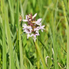 Geflecktes Knabenkraut weiss