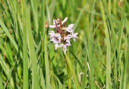 Geflecktes Knabenkraut weiss