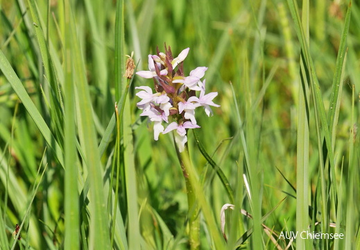 Geflecktes Knabenkraut weiss