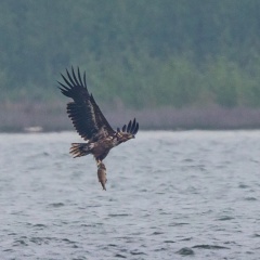 Seeadler mit Brachse