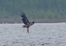 Seeadler mit Brachse