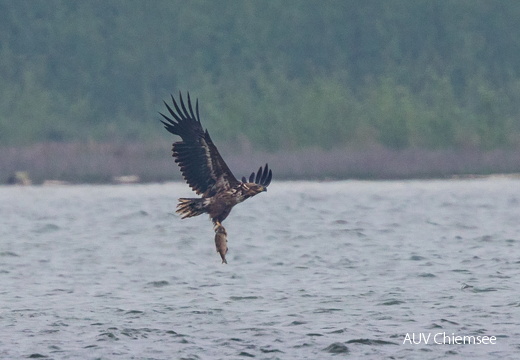 Seeadler mit Brachse