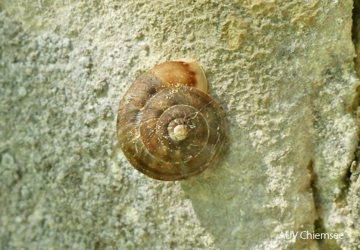 Schnecke - evtl. Haarschnecke