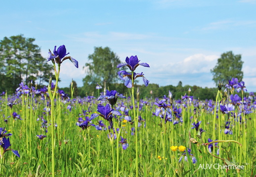 Sibirische Schwertlilien - Blütenmeer
