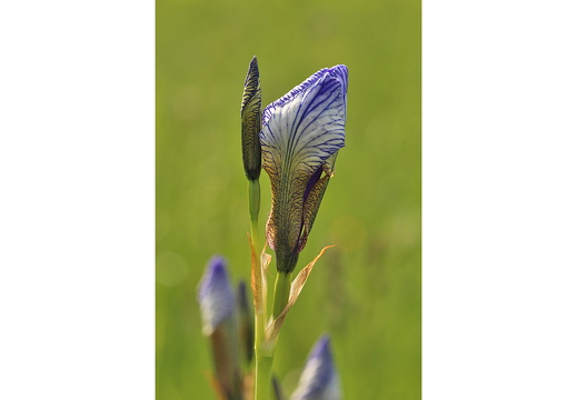 Sibirische Schwertlilie - Knospen