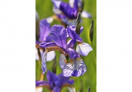 Sibirische Schwertlilie - Blueten