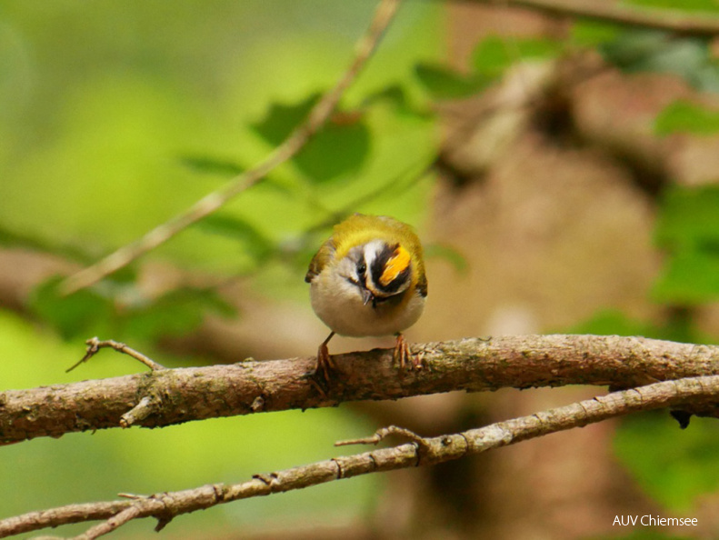 Sommergoldhähnchen