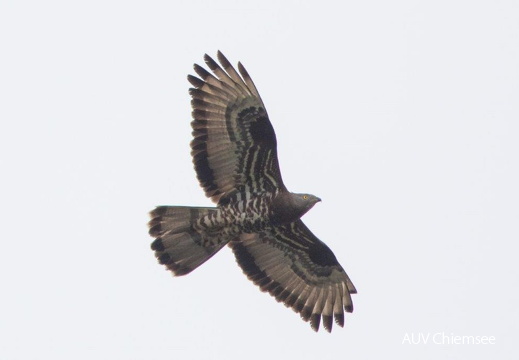 Wespenbussard