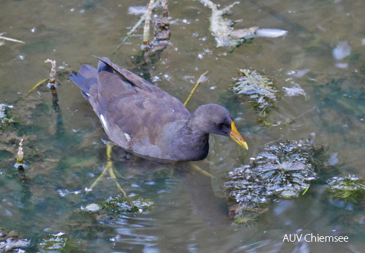 juveniles Teichhuhn