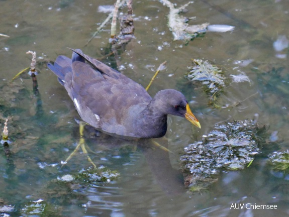 juveniles Teichhuhn