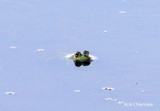 Seefrosch
