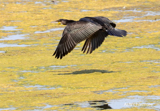 Kormoran 