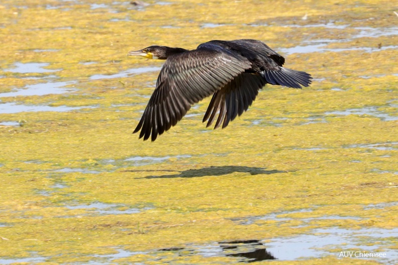 AktNatBeo-180801-hw-08_Kormoran_Hirschauer_Bucht_08.2018_8C3A7676-1140pix.jpg