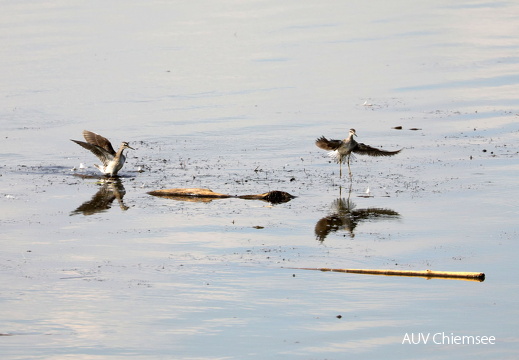 Bruchwasserläufer