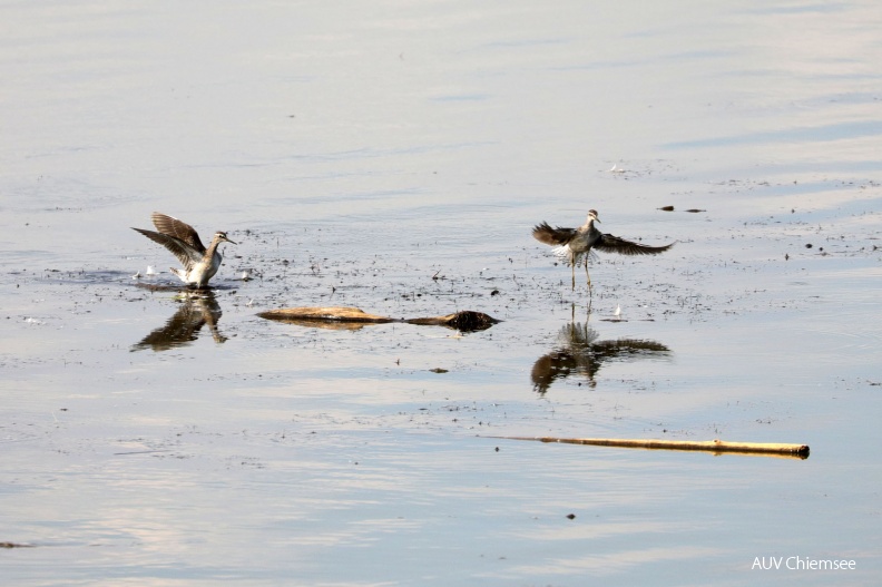 AktNatBeo-180814b-hw-09b_Bruchwasserlaeufer_Hirschauer_Bucht_08_2018_8C3A9725.jpg