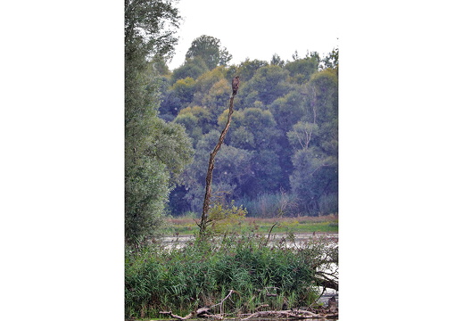 Seeadler 
