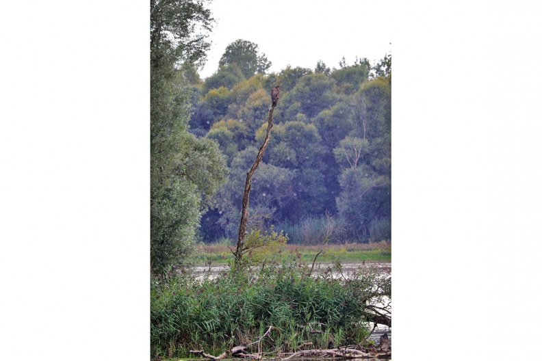 AktNatBeo-180814b-hw-20_Seeadler_Hirchauer_Bucht_08_2018_8C3A9800-1140pix.jpg