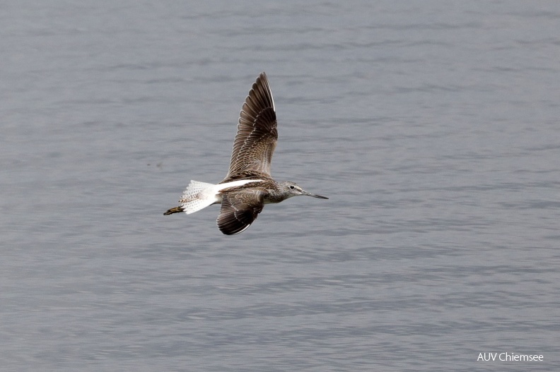 AktNatBeo-180814b-hw-14_Gruenschenkel_Hirschauer_Bucht_08_2018_8C3A9341.jpg