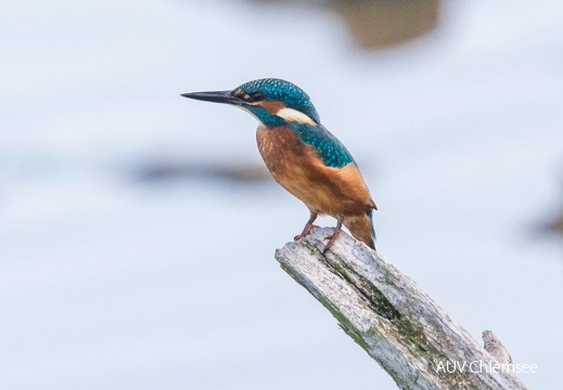 Eisvogel 