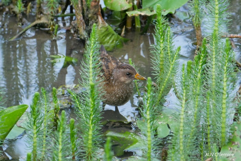 AktNatBeo-180821-ja-Tuepfelsumpfhuhn.jpg