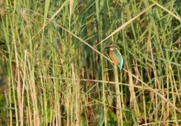 Eisvogel