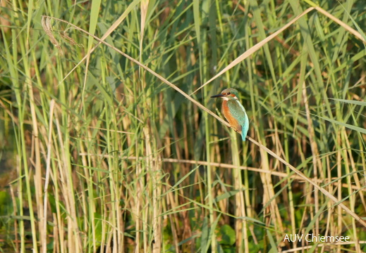 Eisvogel