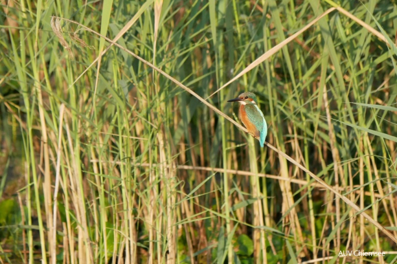 AktNatBeo-180821-ja-Eisvogel.jpg