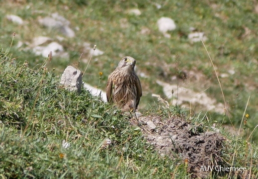 Turmfalke 