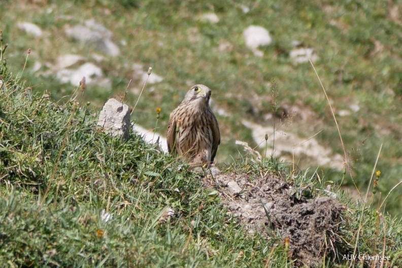 AktNatBeo-180822-ja-Turmfalke_Maus.jpg