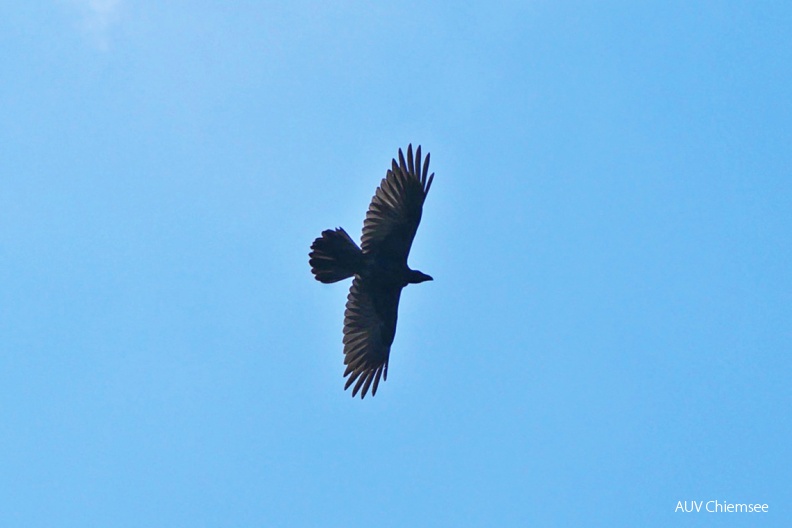 AktNatBeo-180822-ja-Kolkrabe_Flugbild-1140pix.jpg