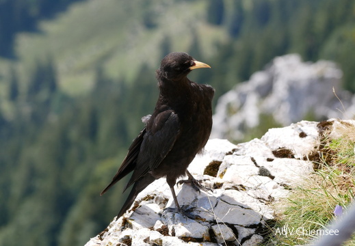 Alpendohle