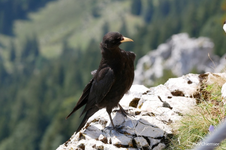 AktNatBeo-180822-ja-Alpendohle.jpg