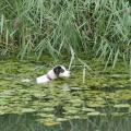 jagender Hund