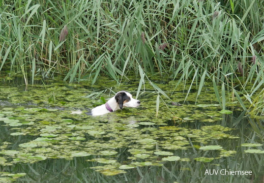 jagender Hund