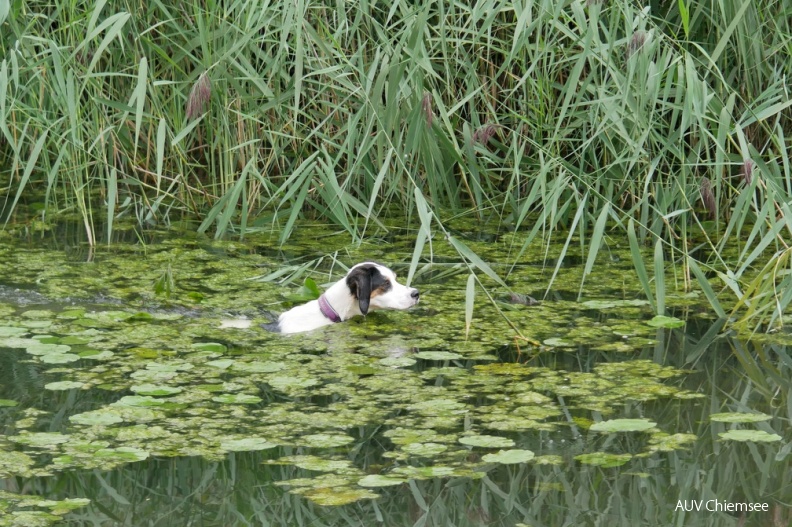 AktNatBeo-180903-ja-Hund_Jagd.jpg