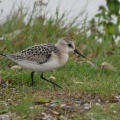 Sanderling