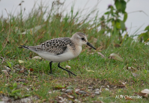 Sanderling