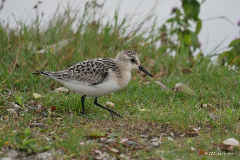 AktNatBeo-180903-ja-Sanderling.jpg