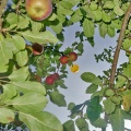 Heißluftballon & Apfelbaum