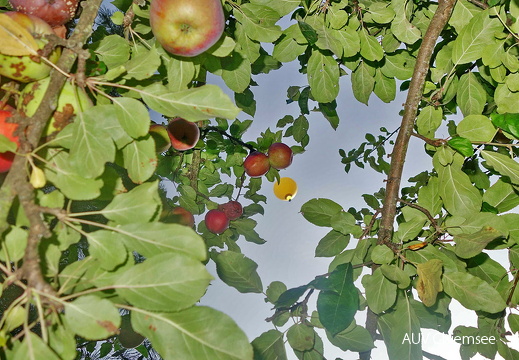 Heißluftballon & Apfelbaum