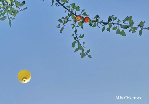 Heißluftballon & Apfelbaum