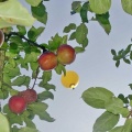 Heißluftballon & Apfelbaum