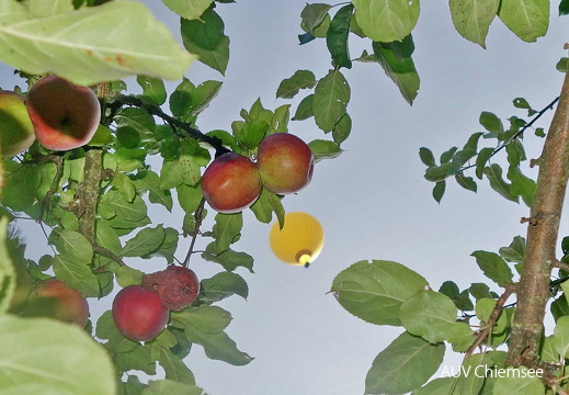 Heißluftballon & Apfelbaum