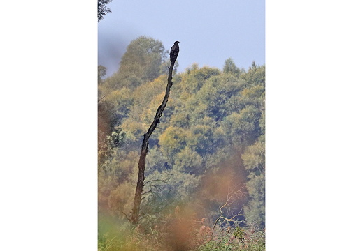 Seeadler