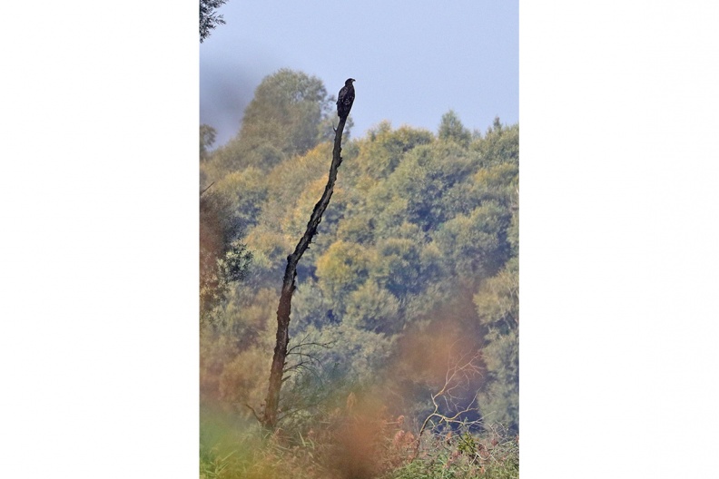 AktNatBeo-180907-hw-01-Seeadler-JK-Hirschauer-Bucht-09.2018_8C3A3276-1140pix.jpg