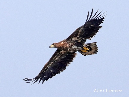 Seeadler